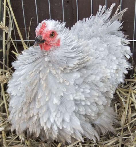 They are covered by their own respective breed standards and clubs. . Frizzle silkie chickens for sale